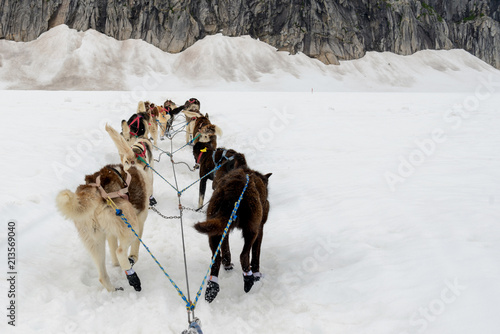 Alaskan sled dogs in training on the Norris Glacier