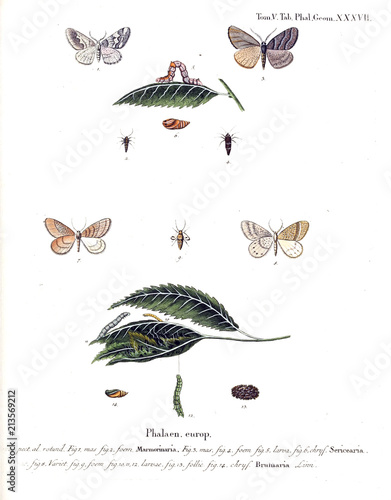 Illustration of butterflies photo