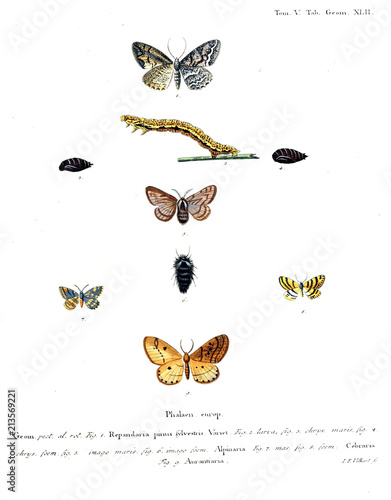 Illustration of butterflies photo