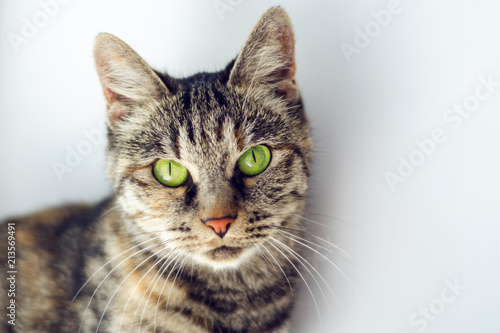 Fototapeta Naklejka Na Ścianę i Meble -  beautiful gray cat with green eyes