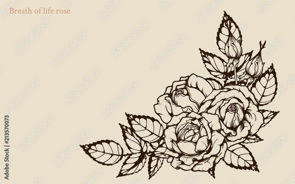 Rose vector set by hand  flower on white   art highly detailed in line art  of life rose for wallpaper  Stock Vector | Adobe Stock