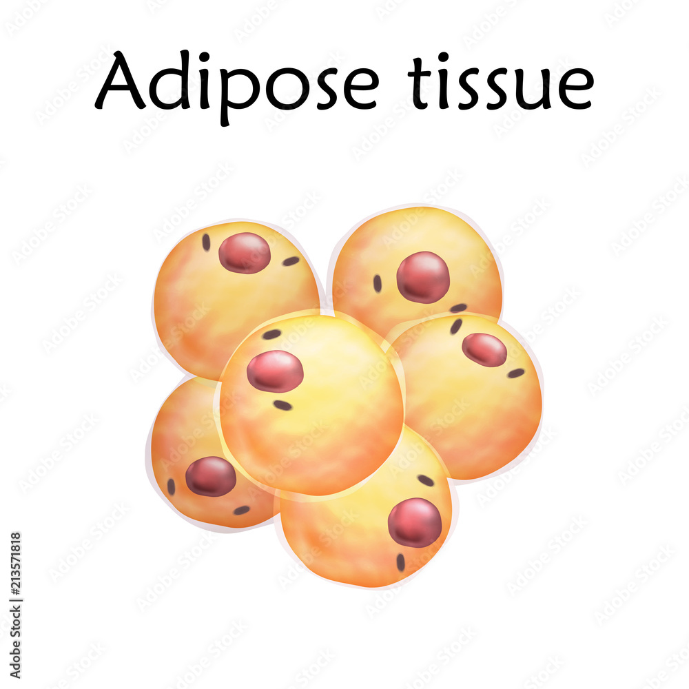 adipose tissue diagram