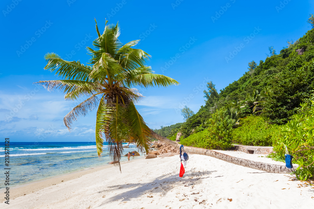 Cocotier Penche Sur Plage D Anse Fourmis La Digue Seychelles Stock Photo Adobe Stock Cocotier Penche Sur Plage D Anse Fourmis La Digue Seychelles Stock Photo Adobe Stock