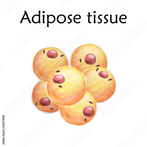 Adipose tissue. Anatomy vector realistic illustration. White background. photo