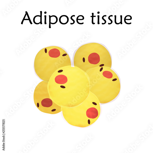 Adipose tissue. Anatomy vector illustration. White background.