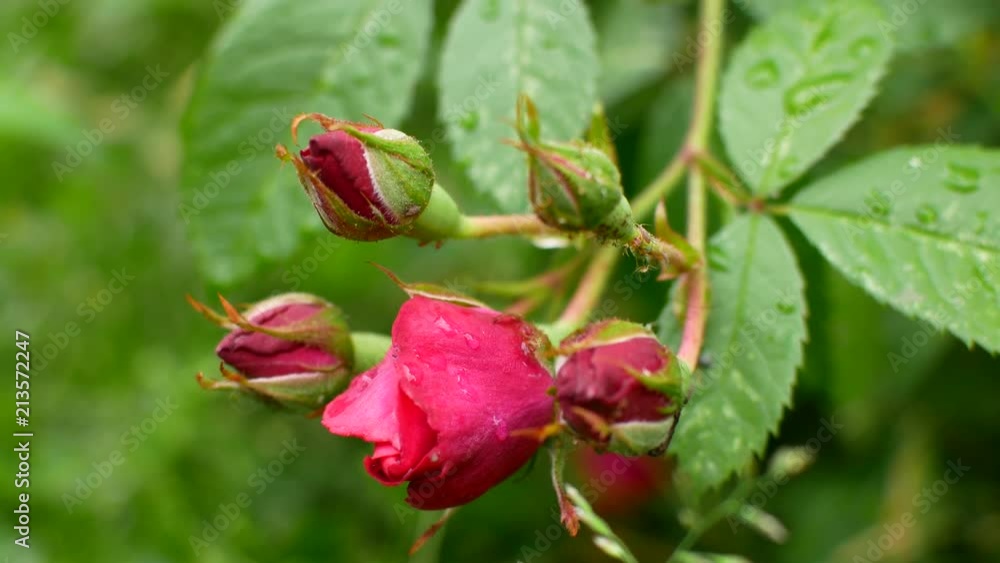 Red rose in drops of water after rain Red rose in drops of water after rain