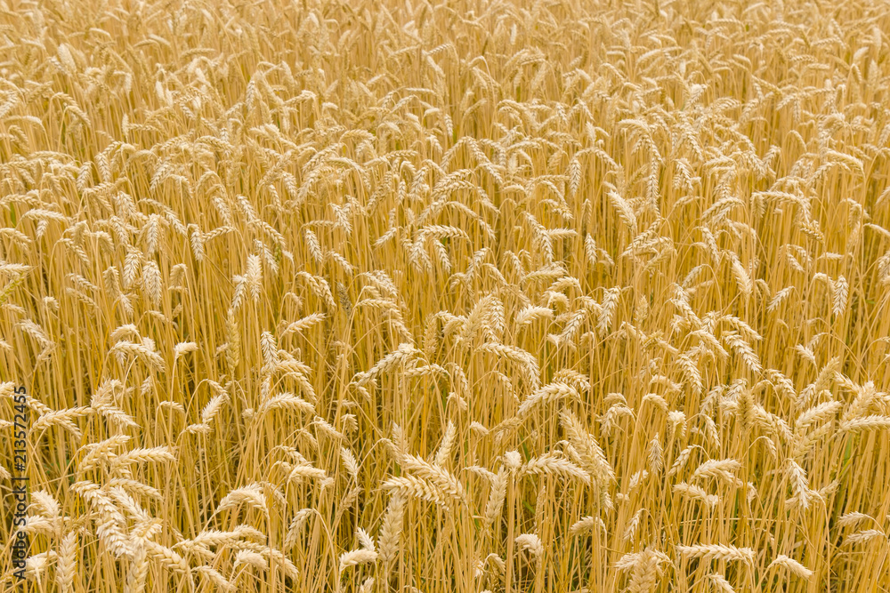 Fragment of the field with ripe wheat Fragment of the field with ripe wheat