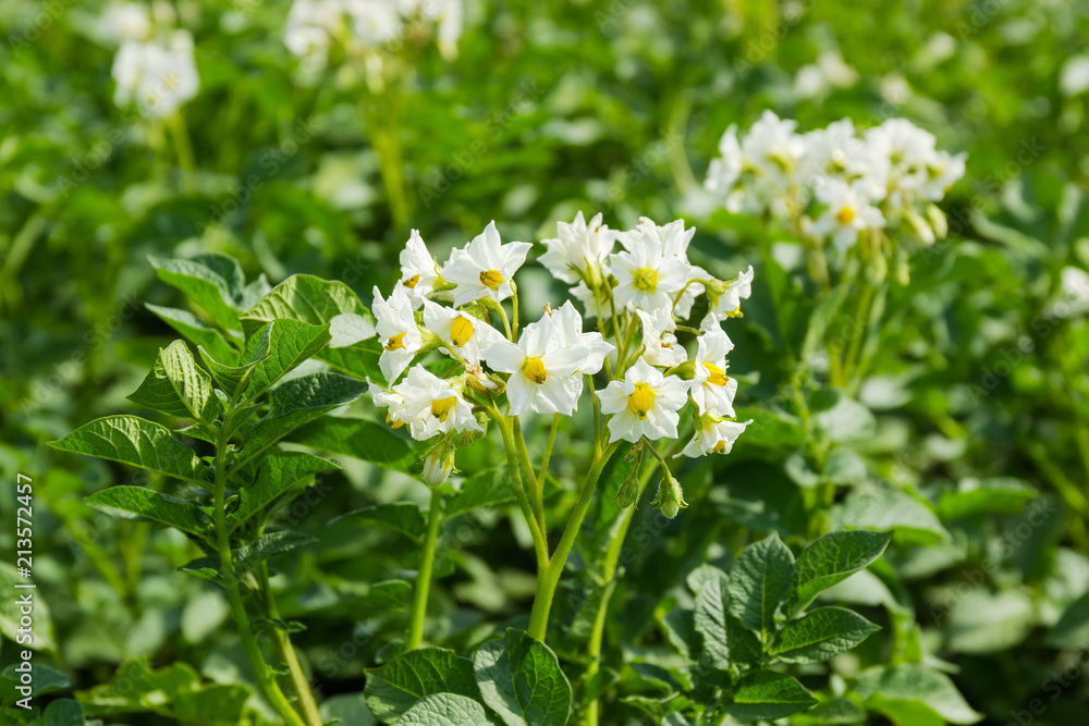 White flowers of potatoes on a plantation at selective focus White flowers of potatoes on a plantation at selective focus