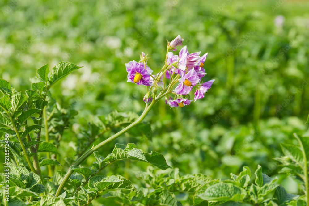 Purple flowers of potatoes on a plantation at selective focus Purple flowers of potatoes on a plantation at selective focus