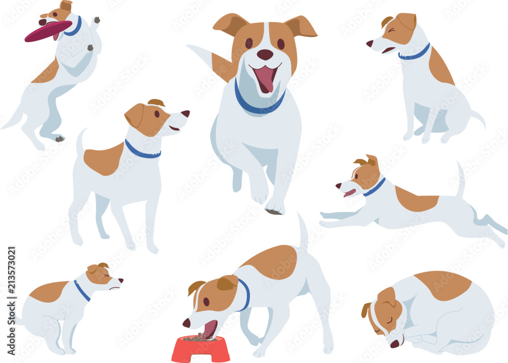 犬_ジャックラッセルテリア 犬_ジャックラッセルテリア