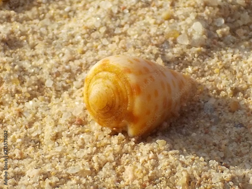 Muschel am Roten Meer