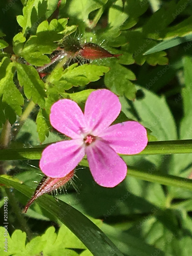 Obraz premium Wiesenblume