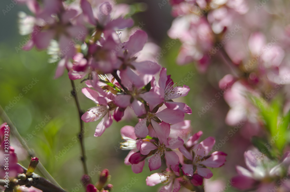 Almond Almond