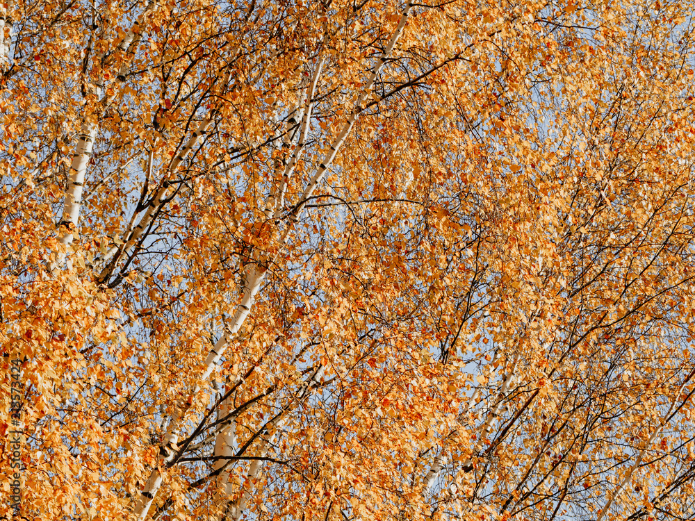 The pattern of yellow foliage on a birch. Autumn nature background. The pattern of yellow foliage on a birch. Autumn nature background.