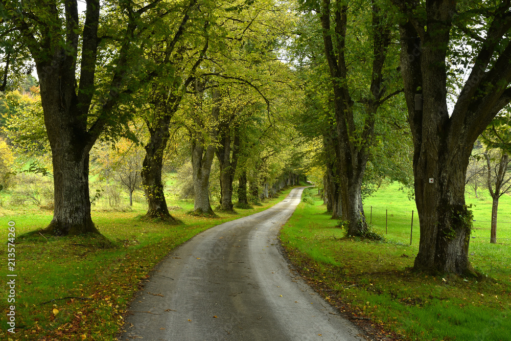 Naklejka premium Lindenallee im Herbst