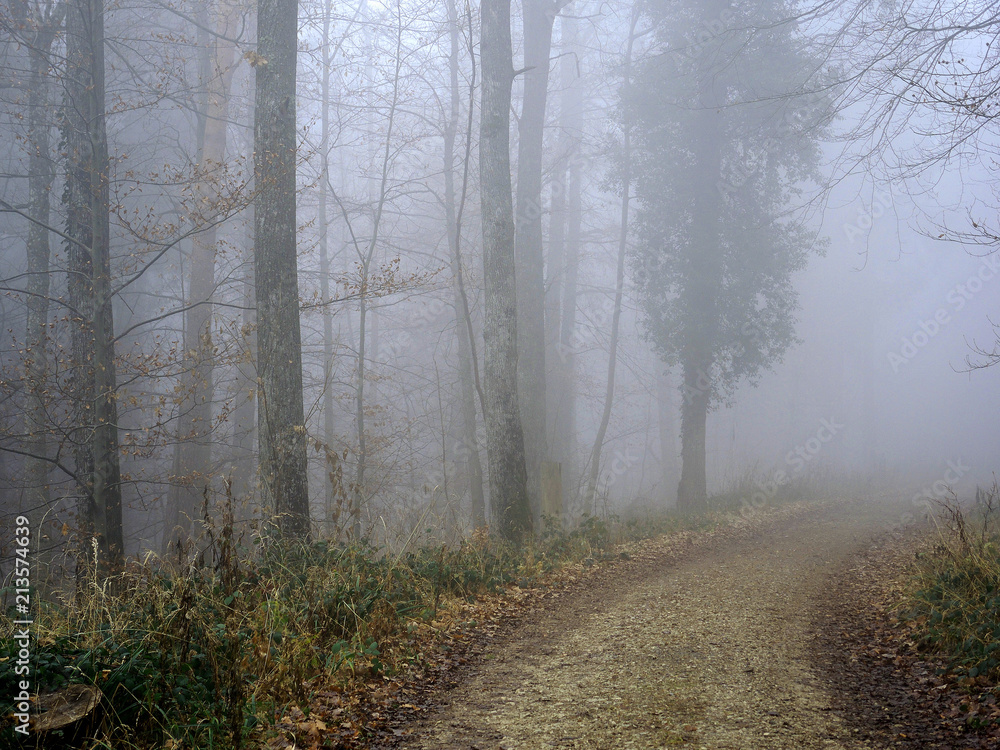 Naklejka premium Nebelwald
