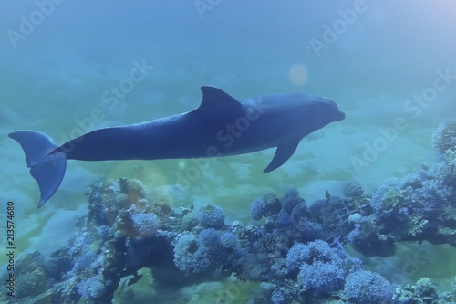 cute Dolphin swims near the corals under the water. The dolphin reef in Eilat, the Red Sea in Israel © SValeriia