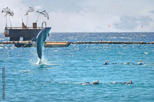 Dolphin jumping out of the sea near the people. Snorkeling in the Red Sea, Dolphin Reef, Israel.