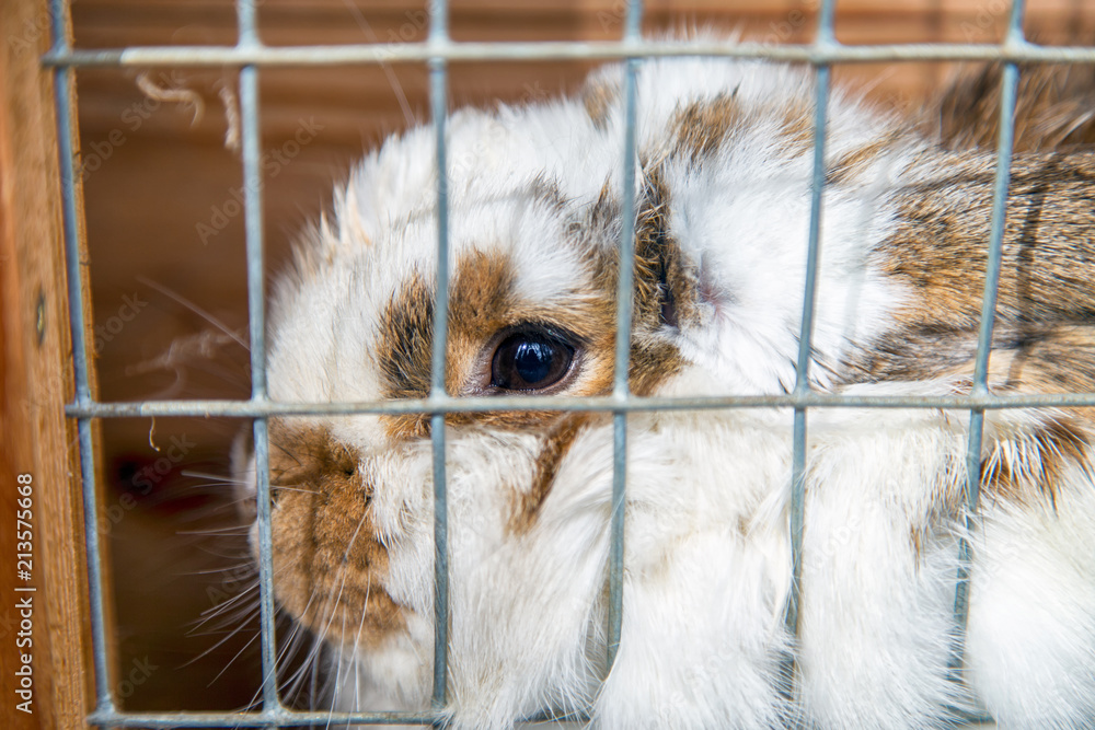 Naklejka premium Imprisoned Rabbit 