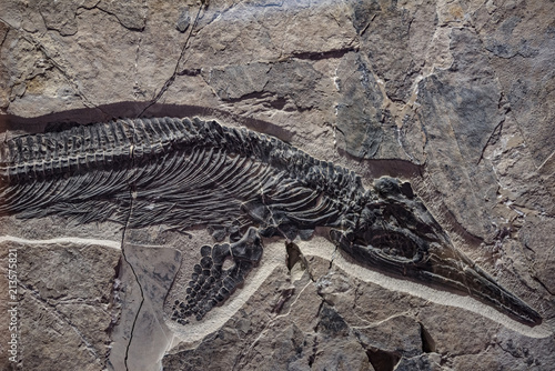 Dinosaur fossil in rock