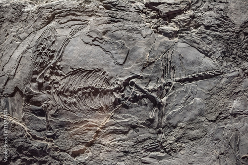 Dinosaur fossil in rock © Bob