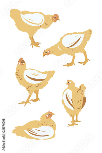 Chicken broiler set. Poultry, Farming, Livestock raising. Vector illustration.