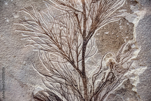 sea plant fossil in stone photo
