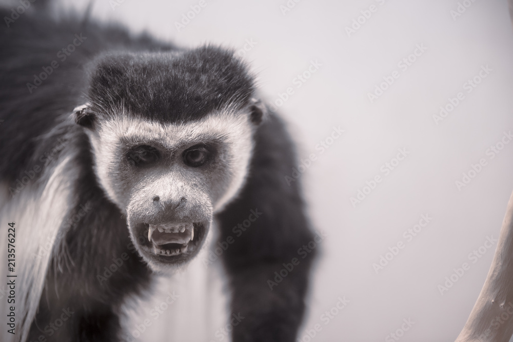 Obraz premium stuffed colobus polykomos