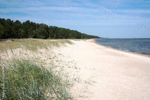 Grassy coast gulf of Riga  Baltic sea.