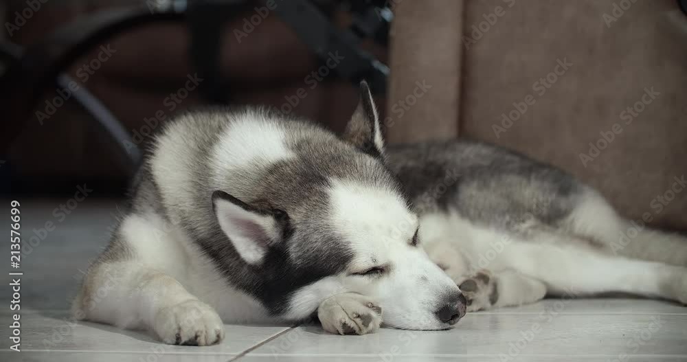 Sliding video of a Siberian husky sleeping quitly on the floor of a room in front of a sofa inside a house Sliding video of a Siberian husky sleeping quitly on the floor of a room in front of a sofa inside a house