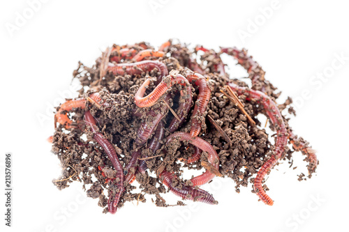 Macro shot of red worms Dendrobena in manure, earthworm live bait for fishing isolated on white background.