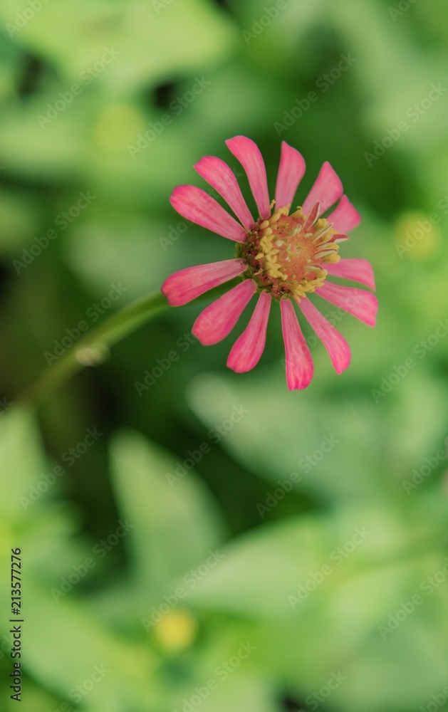 Obraz premium Zinnia lilliput garden flower in pink with spectacular vibrant colours and green foliage blurred background.