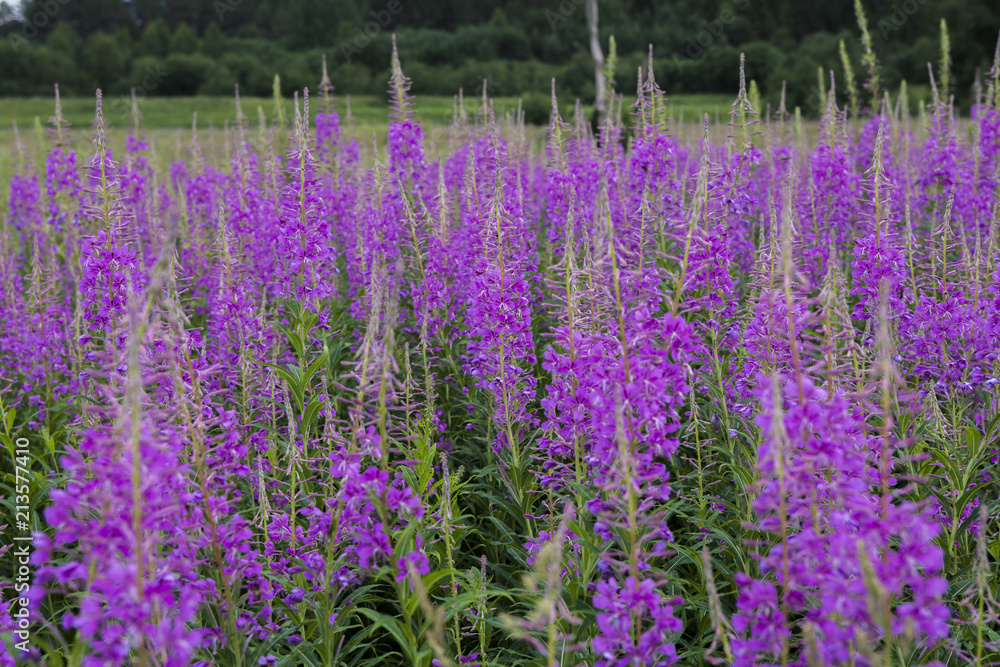 Naklejka premium Цветок