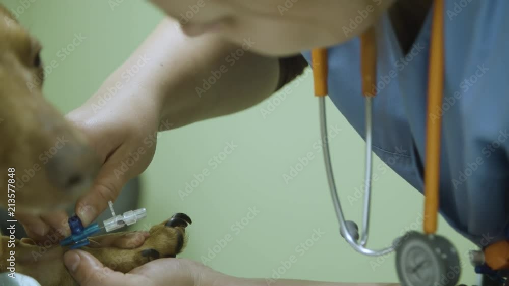 Veterinarian attaching the canula to the dog´s leg. Veterinarian attaching the canula to the dog´s leg.