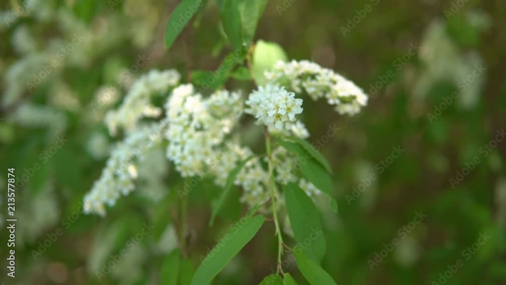 Flowering bird cherries during flowering. Time of spring flavors. Flowering bird cherries during flowering. Time of spring flavors.