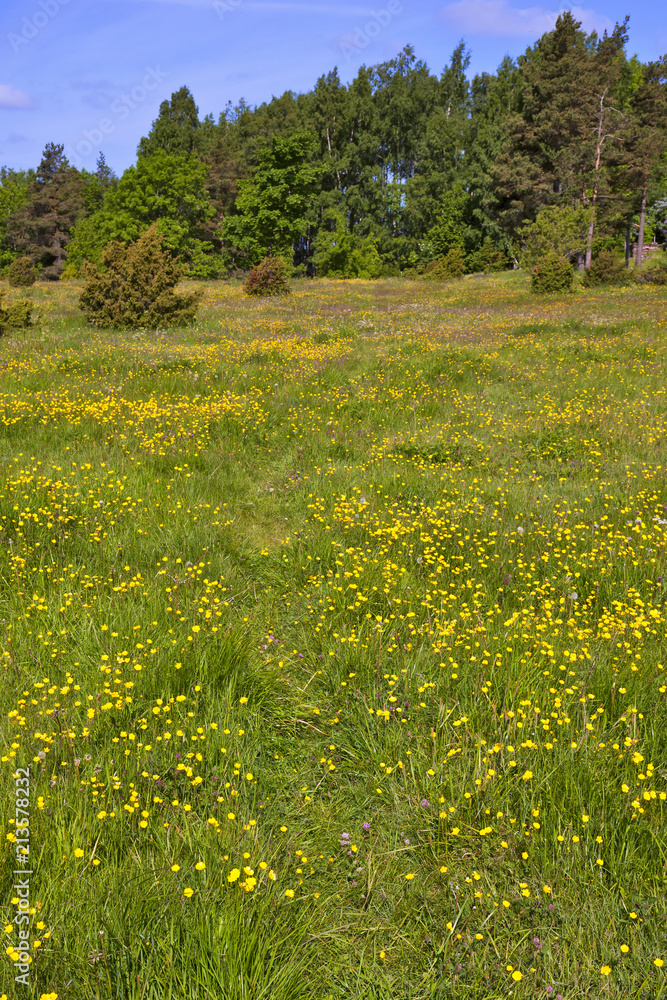Obraz premium Summer meadow path