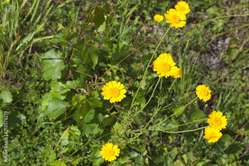 Meadow flowers