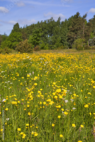 Summer buttercups