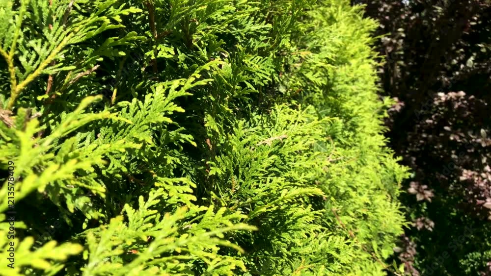 Walking by a bush in the garden during summer time Walking by a bush in the garden during summer time