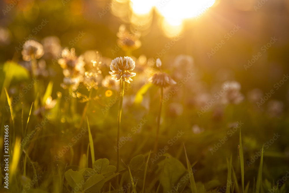 clover flowers at sunset