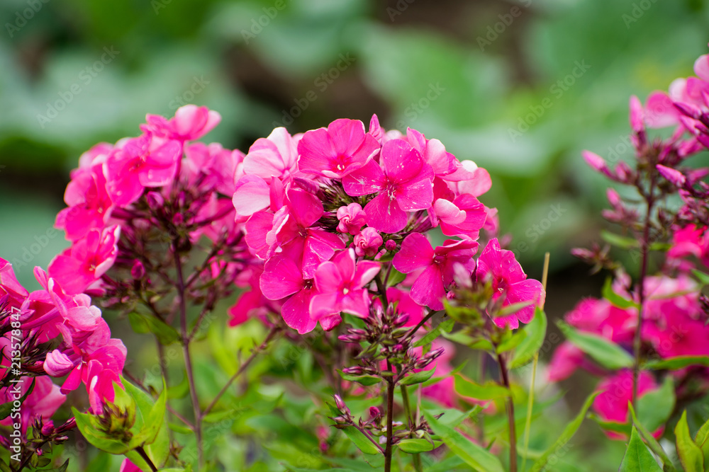Beautiful flowers - pink phlox flowers in the garden. Beautiful flowers - pink phlox flowers in the garden.