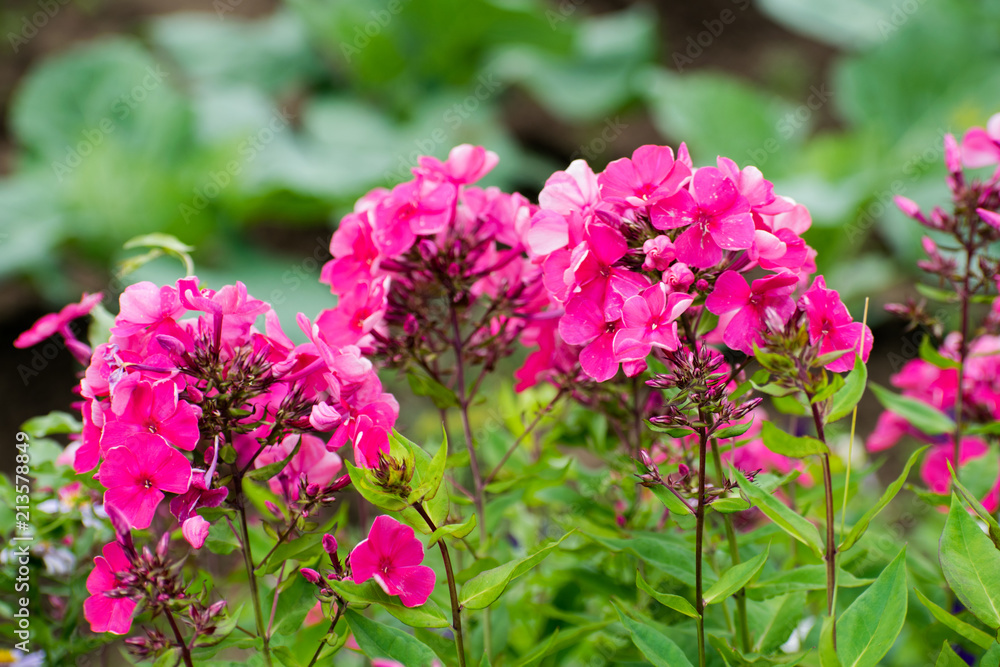 Beautiful flowers - pink phlox flowers in the garden. Beautiful flowers - pink phlox flowers in the garden.
