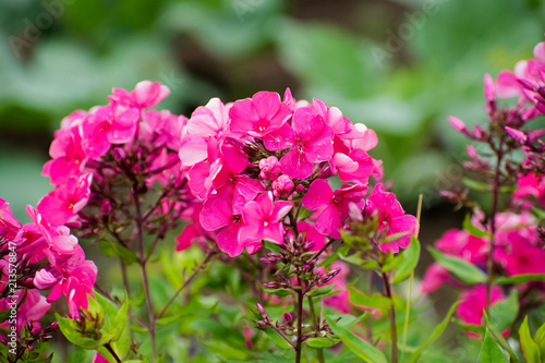 Beautiful flowers - pink phlox flowers in the garden.