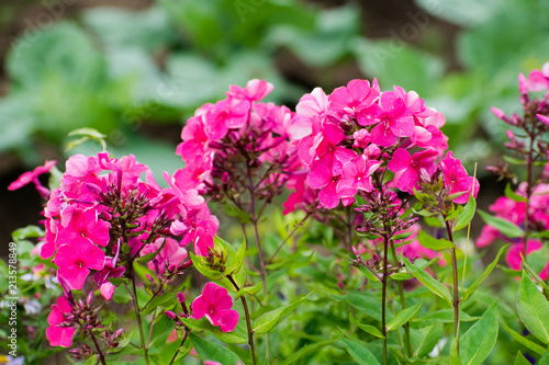 Beautiful flowers - pink phlox flowers in the garden. © Andrei