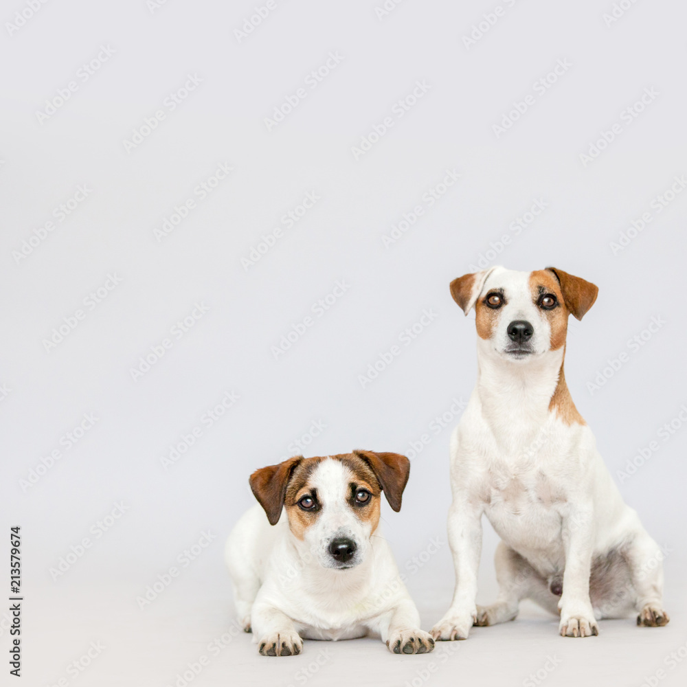 Two dogs at studio