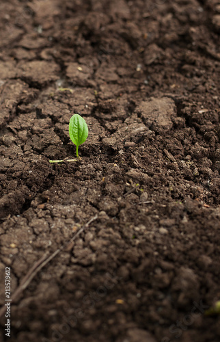 Green plantain seedling illustrating the concept of new life