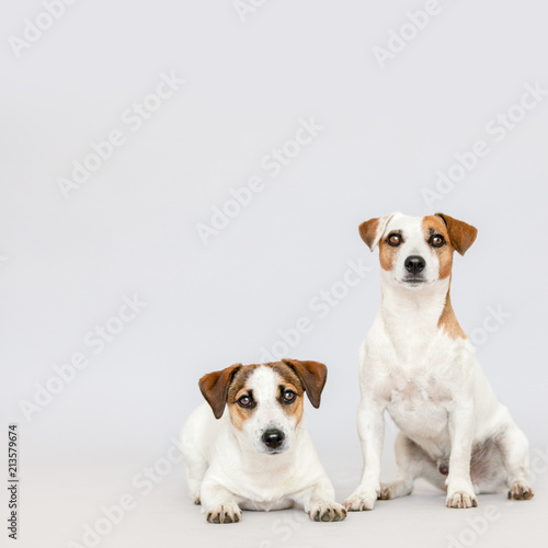 Two dogs at studio © Tatyana Gladskih