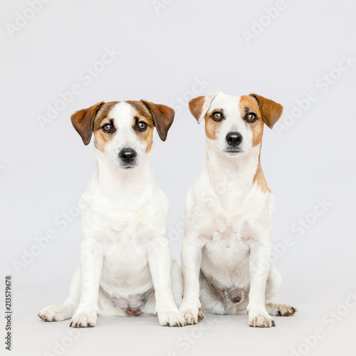 Two dogs at studio © Tatyana Gladskih
