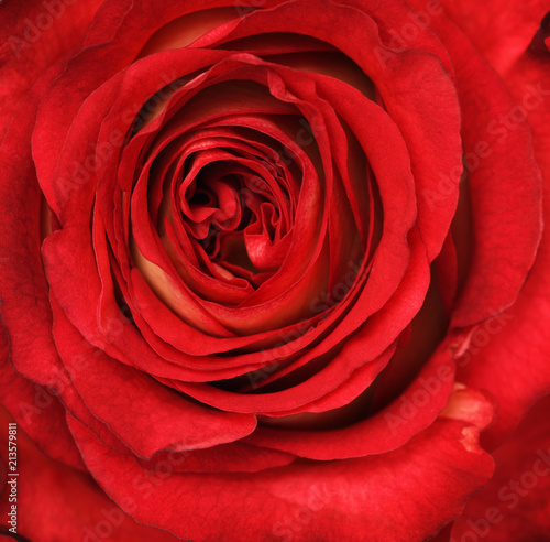 Closeup of red rose flower
