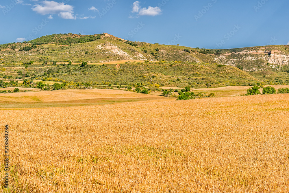 Cereal field on a summer afternoon outside Los Santos de la Humosa.